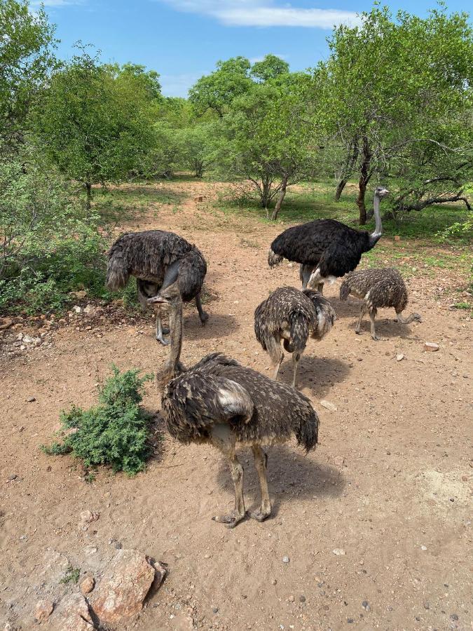 Birdsong Kruger Vila Marloth Park Exterior foto