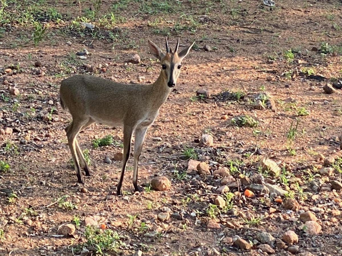 Birdsong Kruger Vila Marloth Park Exterior foto